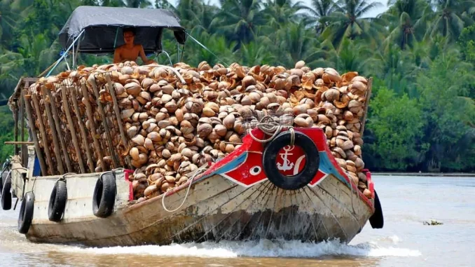 Boot Kokusnuss Vietnam Mekong Boot Kokusnuss Vietnam Mekong